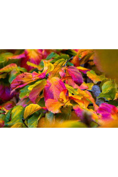 Parrotia persica осінні відтінки